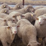 sheep